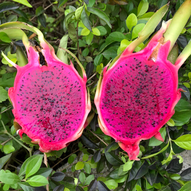 越南红心火龙果新鲜红肉火龙果孕妇水果 当季现摘包邮