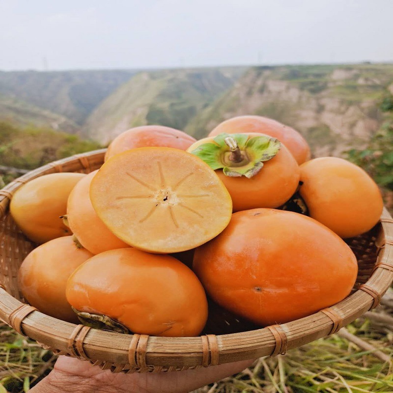 陝西陽豐脆柿子10斤壹整箱新鮮水果甜柿子硬柿子蜜柿應季整箱批發