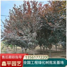 長期批發10公分紫葉李樹苗價格 3.5.6.8公分紫紅葉李樹苗現貨銷售