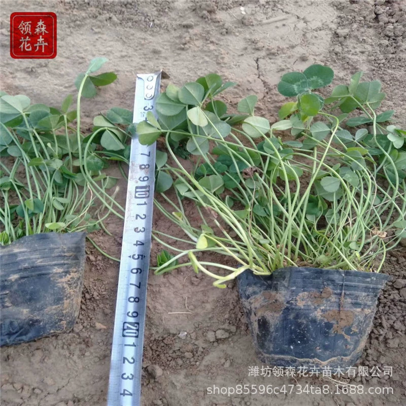 Белый Клевер Чашка Мульти-бутон многолетняя земля Цветочный сад Парк озеленение