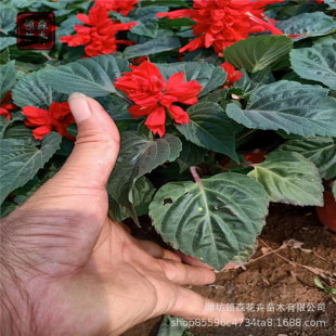 ���ݻ������lһ���t��ľ�����t�ߴ��t���Bֲ�� �׻��ͺ�����ֲ��