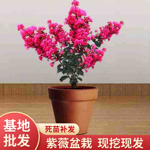 盆栽紫薇圖片 海量高清盆栽紫薇圖片大全 阿里巴巴