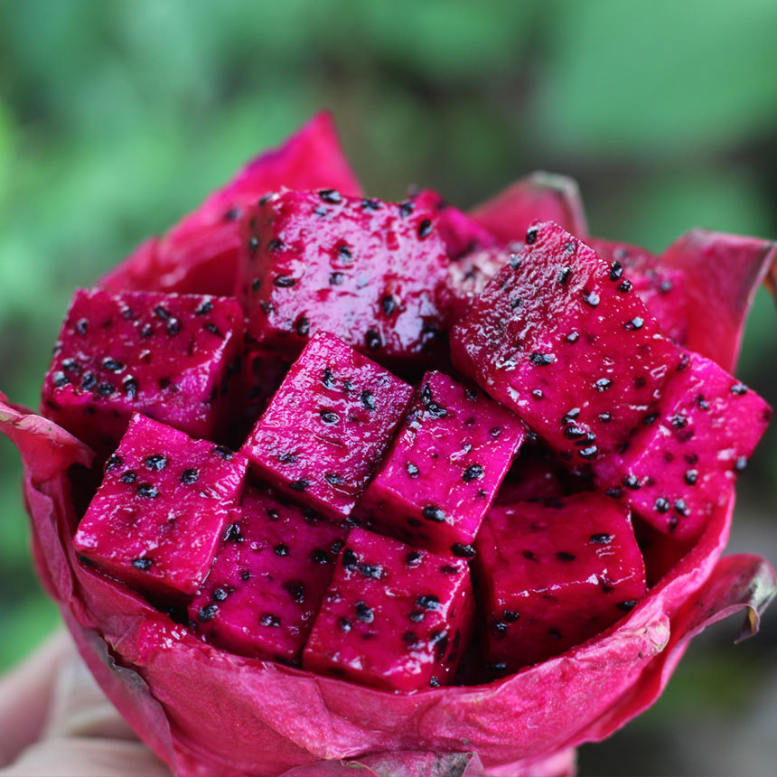goods in stock Hainan Waldo Number one Red pitaya fresh Season fruit Shunfeng