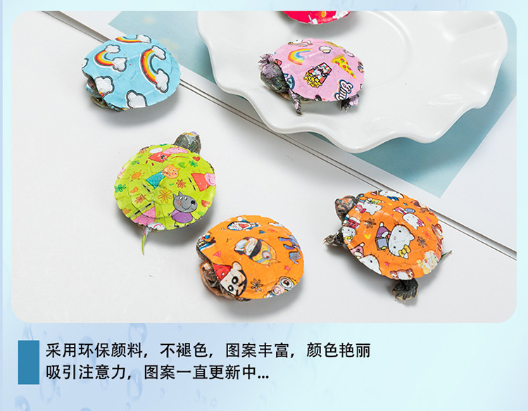 乌龟_05