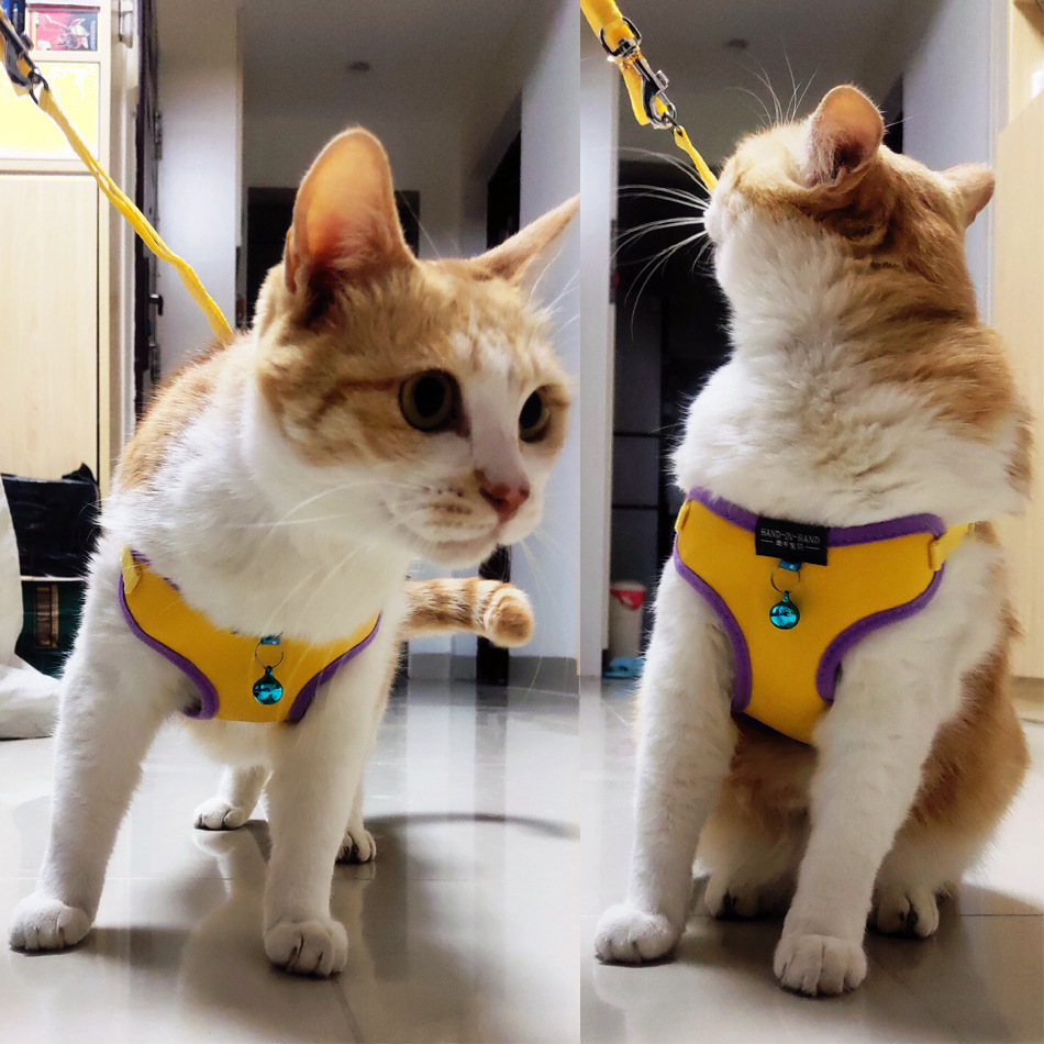 pet products harness vest mesh