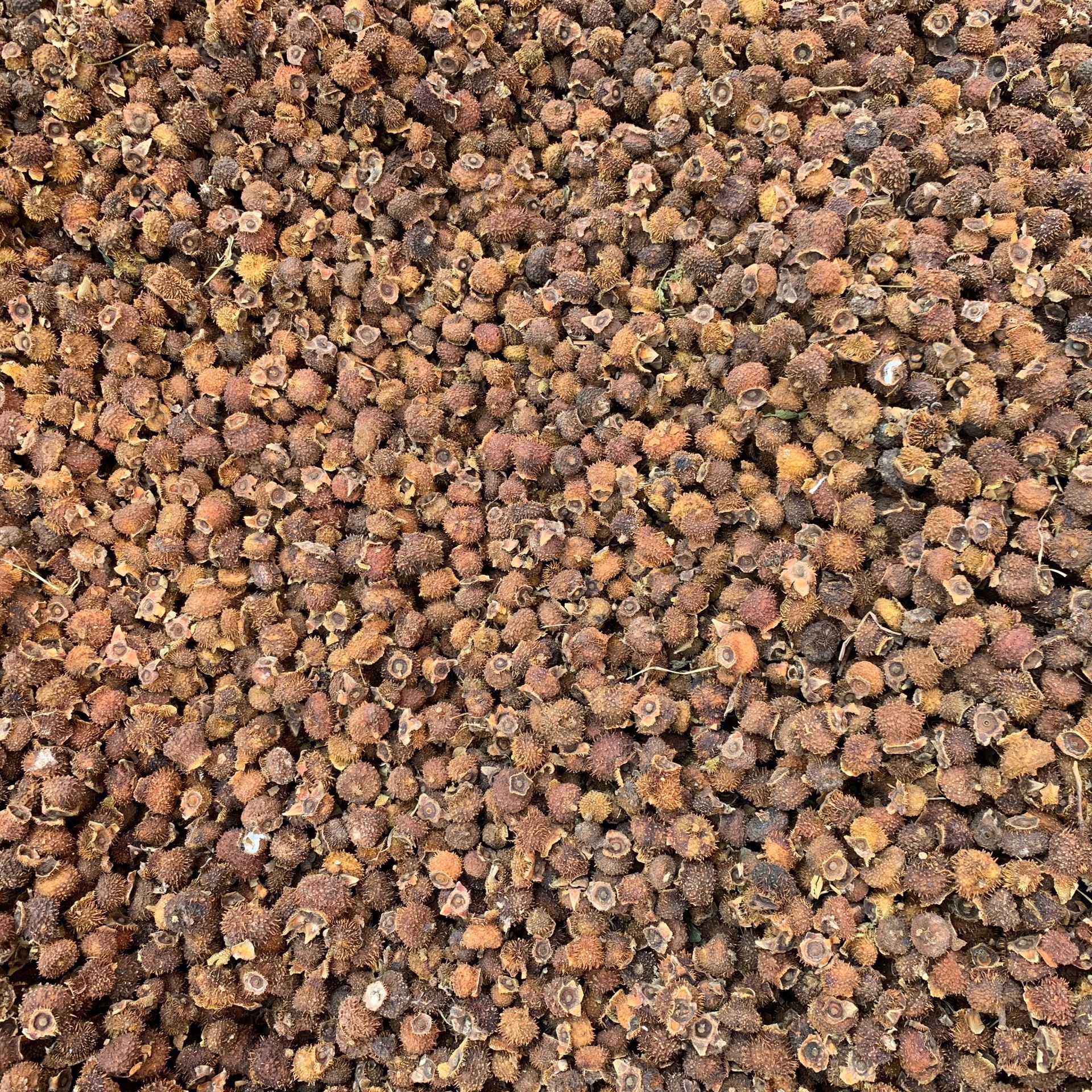 Dried Cili Fruit Rosa roxburghii Slices Ci Li 500g Natural Sun Dried Herbal Fruit for Tea and Infusions in use