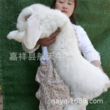 肉兔种兔活体批发 纯种公羊兔多少钱一只 公羊兔特征产地直销价格