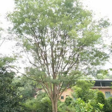 供应国槐20-25公分直径，批发零售，求购20-25公分国槐树联系我