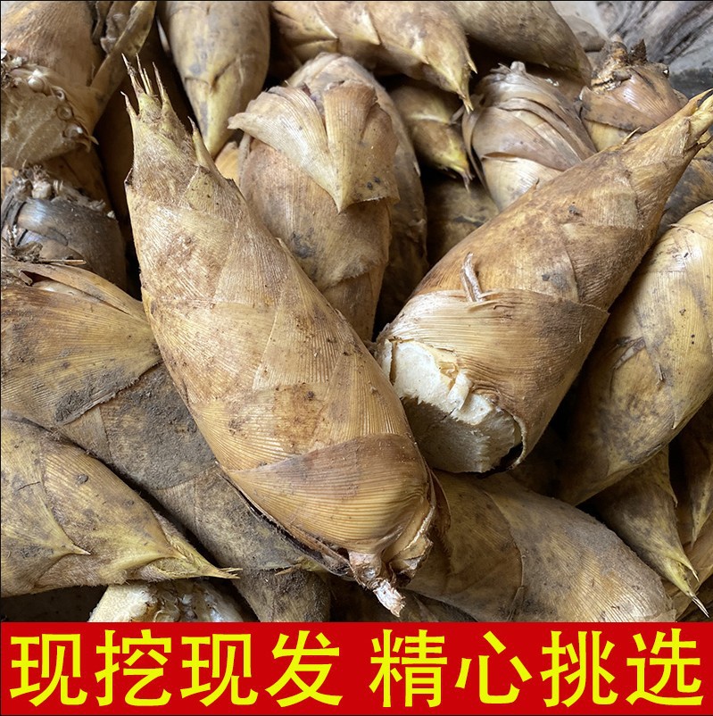 现货野生新鲜冬笋竹笋现挖现发去根毛竹笋黄泥拱楠竹笋批发-阿里巴巴