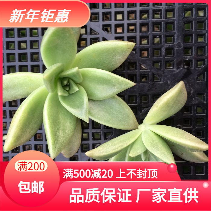 天羽多肉砍头苗银冬云多肉种苗批发多肉植物 阿里巴巴