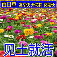 格桑花种子 格桑花种子品牌 图片 价格 格桑花种子批发 阿里巴巴
