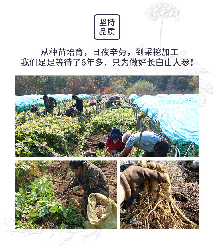 Ren Shen Slices (Panax ginseng) — White Ginseng Root Slices from Changbai Mountain, 500g specifications