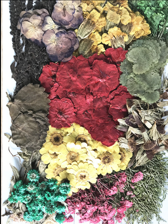 260 dried flowers, embossed, pressed flo...