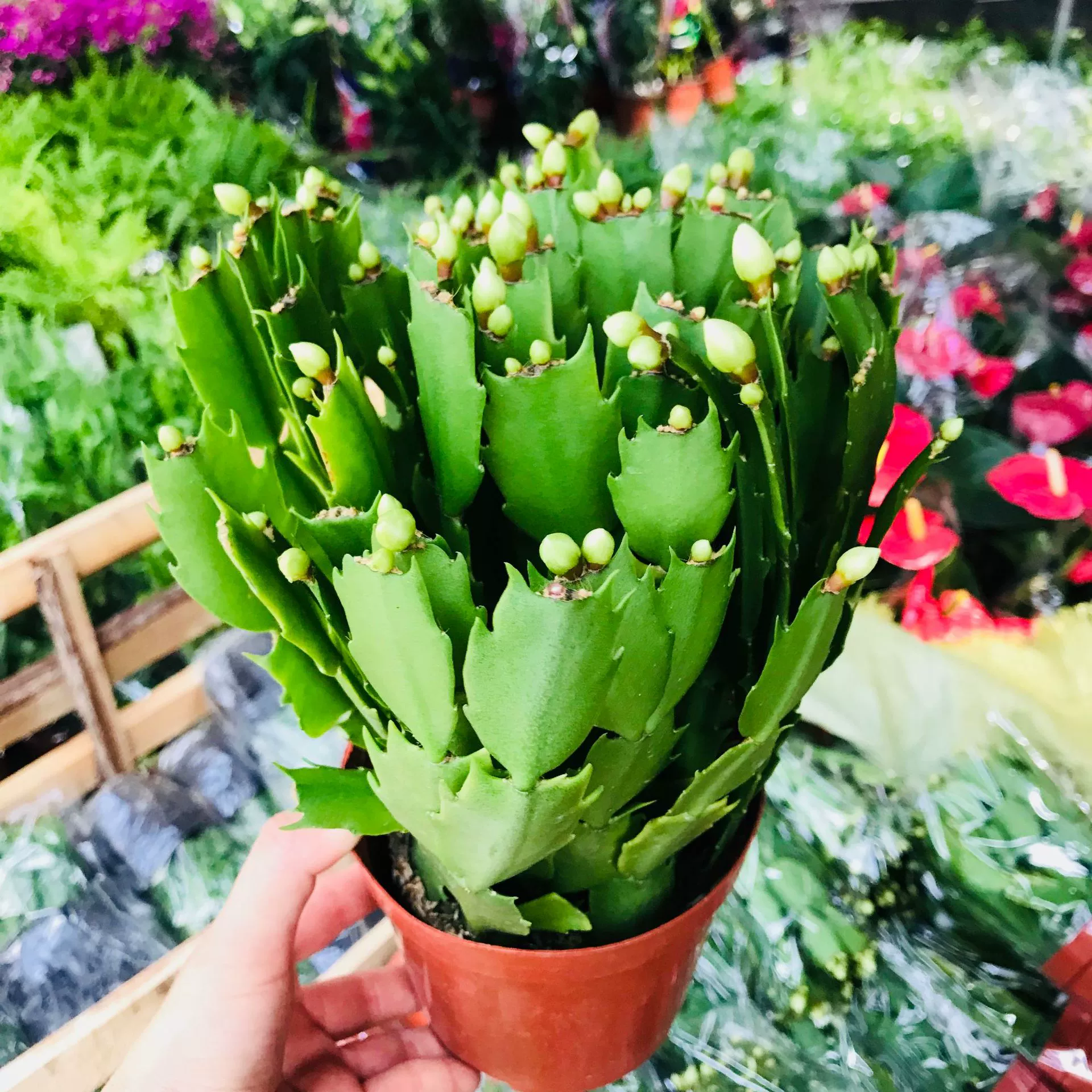 Оптовая продажа зеленых растений горшечные растения комнатная гостиная двор цветы и листья вечнозеленые цветы зеленые растения Краб коготь Орхидея