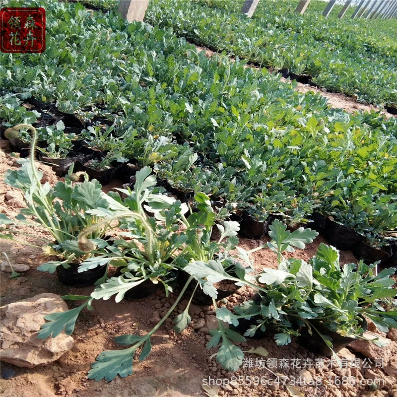 Исландский мак, море зелени, многолетняя трава Цинчжоу, цветочный ландшафтный садовый проект