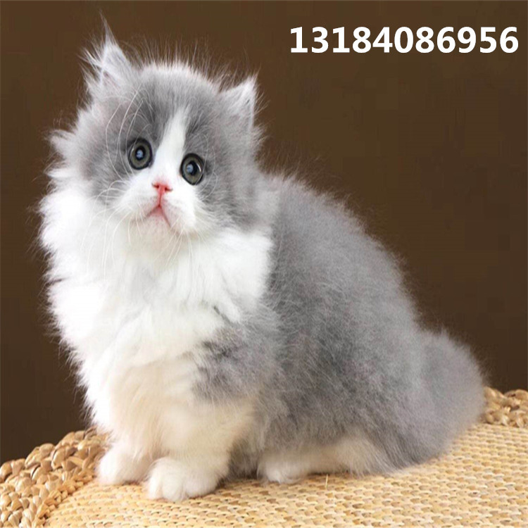高地长毛宠物猫活体美短猫英短蓝白猫缅因猫豹猫布偶猫折耳可爱猫 文化玩乐用品网