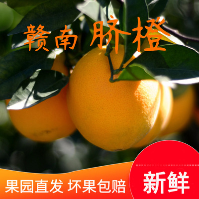 江西贛南臍橙10斤裝新鮮當季水果
