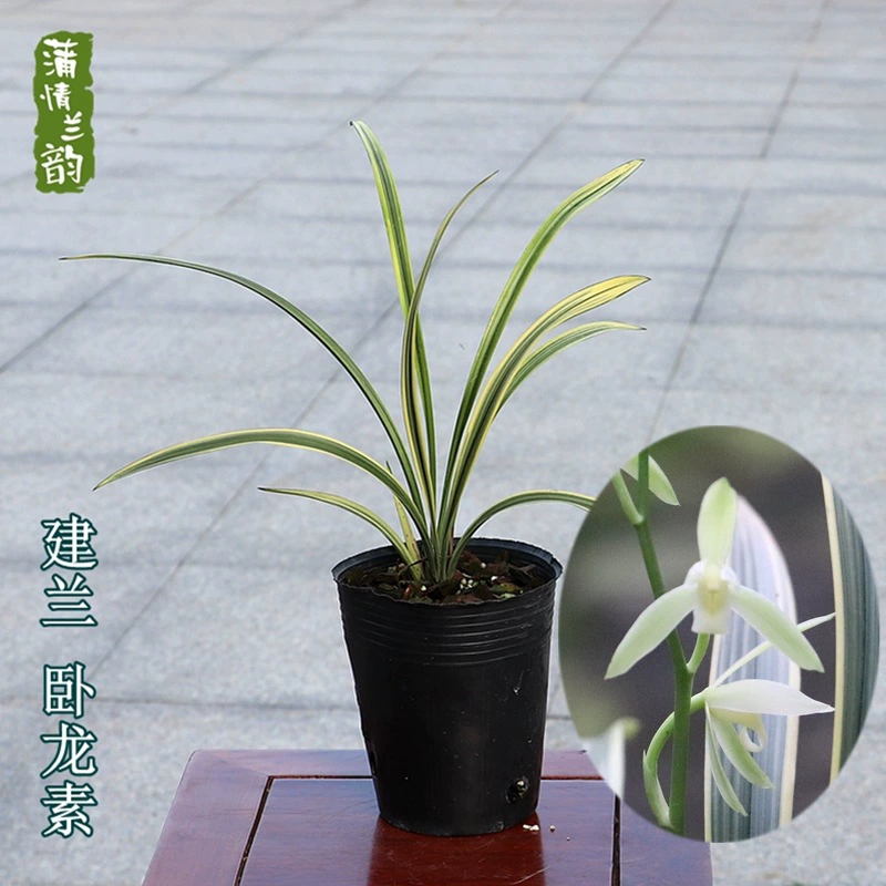 Jianlan Wolongsu Evolution Art Орхидея Четыре сезона Орхидея Лучжоу-ароматная Орхидея Рассада комнатное растение в горшке