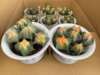 [Direct supply of the base] Succulent plant potted flowers, green planting fairy ball plants