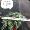 [Base direct batch] Ice water flowers 90 indoor micro -landscape creative small potted green plant flowers purify air