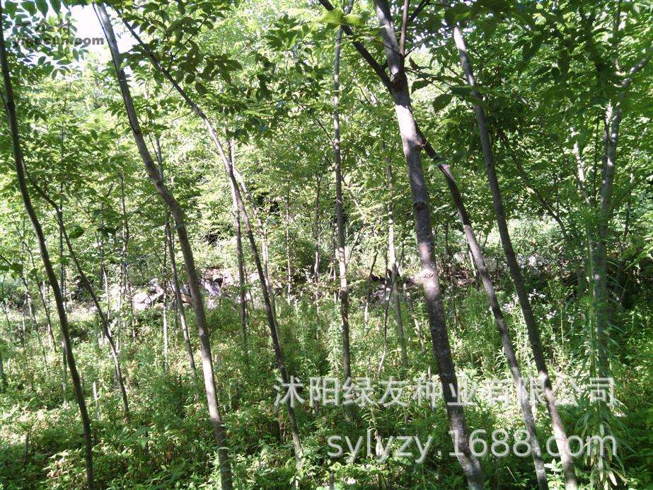 批发 黄柏 为芸香科植物黄皮树P 黄柏籽种子 黄菠萝 川黄柏-阿里巴巴