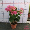 Base direct batch of Delta Meihara Pot Porcelain Multi -color random mixing four seasons flowering courtyard balcony flowering machine