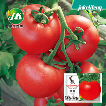 华骏红冠番茄种子杂交一代西红柿种籽大红果沙瓤春季蔬菜种孑籽种