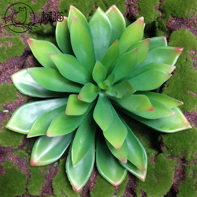 large simulation Succulent plants 20cm Hibiscus Plastic flowers metope decorate Botany Photo frame Cong