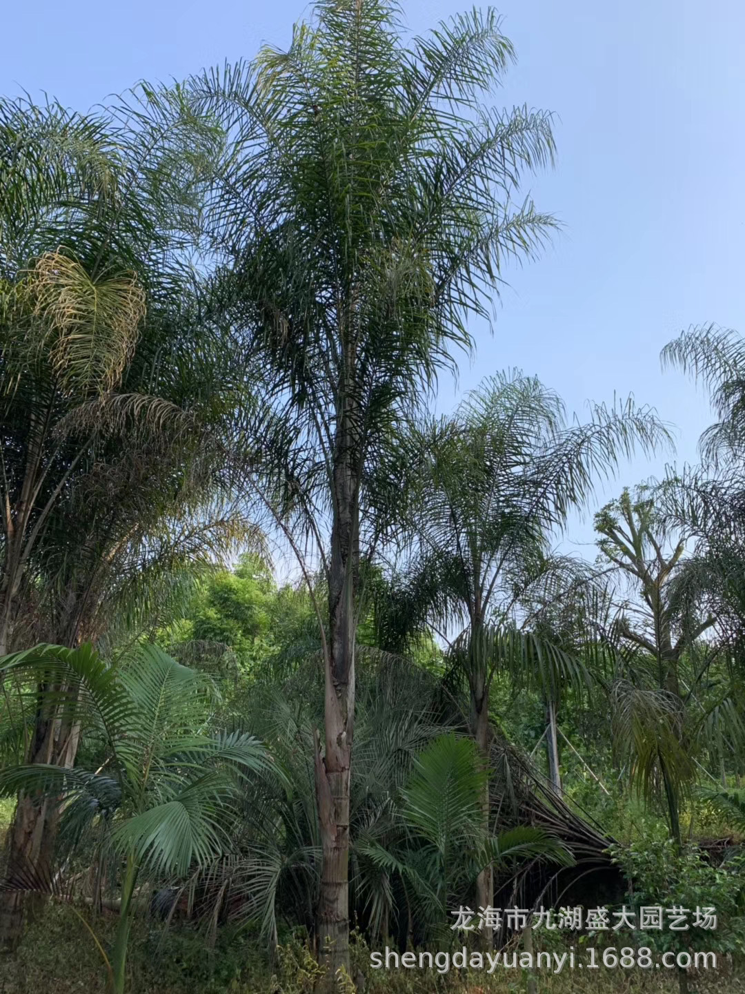 IMG_5095(20200211-223658)