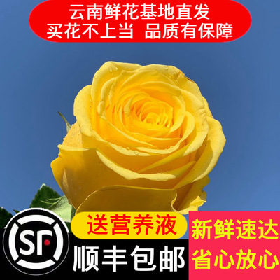 [Shun Feng flowers] AB Jinzhiyuye Yellow roses Yunnan Kunming flower rose flower arrangement
