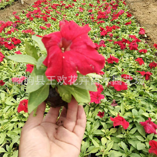 �������l ��ţ��  ����ţ���Զ�N�ɫ���Ȼ��ݻ�ֲ�ﰫ��ţ��