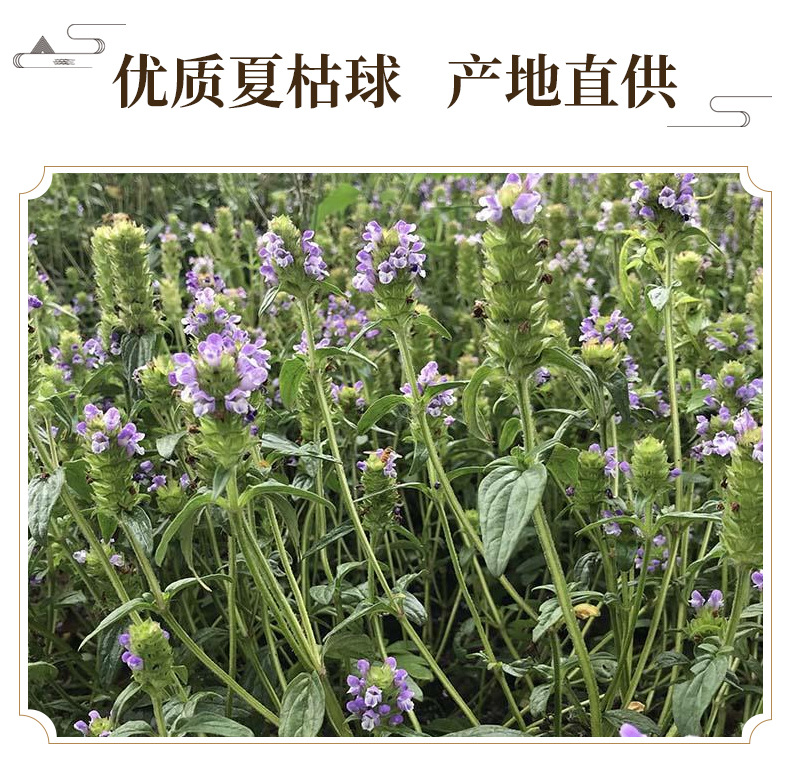 Dried Prunella Spike Xia Ku Qiu 夏枯球 Self-Heal Flower Spikes for Herbal Tea and Decoction 500g key features