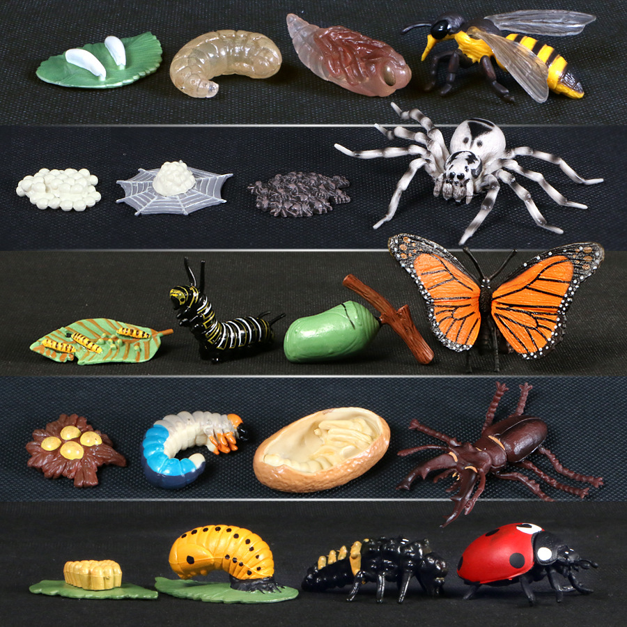 儿童益智认知科教动物小模型 仿真蝴蝶昆虫成长周期迷你摆件玩具