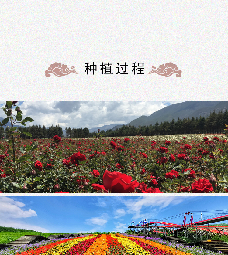 Dried Rose Petals Mei Gui Hua Bulk Loose Flower Tea and Bath Petals 500g from Yunnan in use