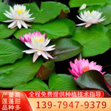 香水莲 香水莲品牌 图片 价格 香水莲批发 阿里巴巴 香水莲 香水莲品牌 图片 价格 香水莲批发 阿里巴巴