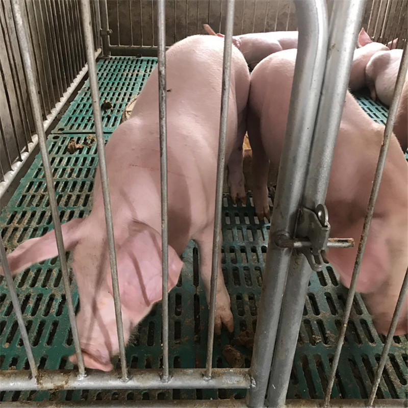 Changbai Pig Sow Sutai pig fry Grow up Landrace Price Quoted price