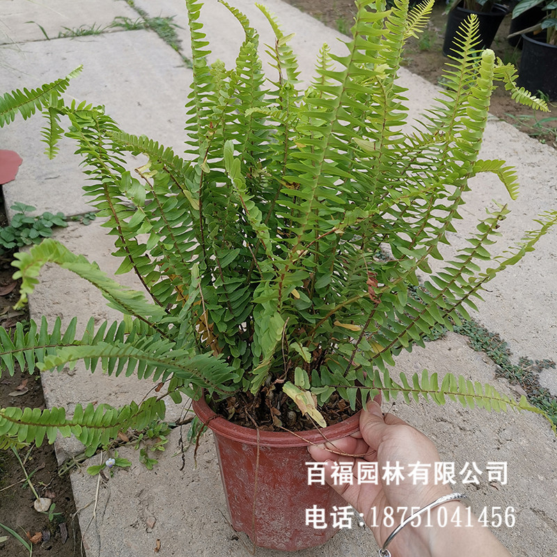 wholesale Kidney fern centipede High ornamental value Potted plant Boston fern Sparrow grass Evergreen