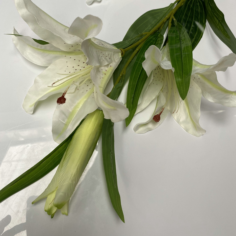 新百合大只白色