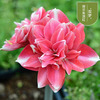 Dental Dutch Dutch red species ball big flower ball indoor and outdoor four seasons of potted flowers flowering plant ball root flowers