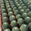 [Direct supply of the base] Fairy ball succulent plant green plant potted flower home green plant white beads