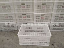 ʳƷ�S܇�g���ð�ɫ���Ͽ�j �����}���͵͜��z�� �t���ռ{�z�}