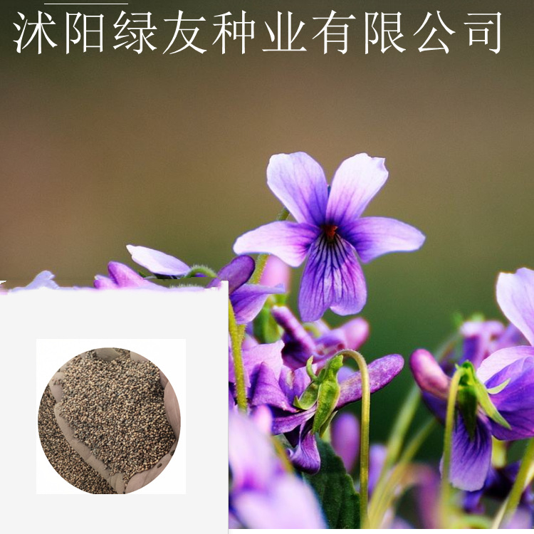 紫花地丁组合