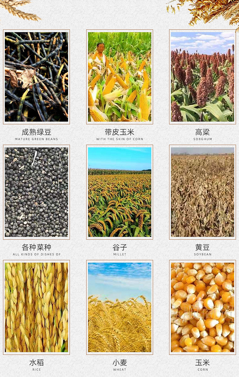 水稻麦子高粱区别,小麦高粱水稻,高粱与小麦的区别(第5页)_大山谷图库