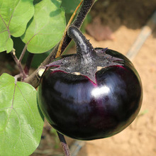 圆茄子 圆茄子品牌 图片 价格 圆茄子批发 阿里巴巴