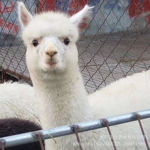 萌寵的羊駝 寵物店用的小羊駝哪里有賣的 小羊駝如何飼養管理