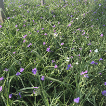 紫鸭跖草上车价 紫露草苗圃基地批发 净化空气植物紫露草