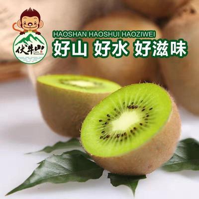 ( 20 Special Offer Only 1000 Share)Orthodox school Xu Xiang Kiwi fresh fruit Kiwi