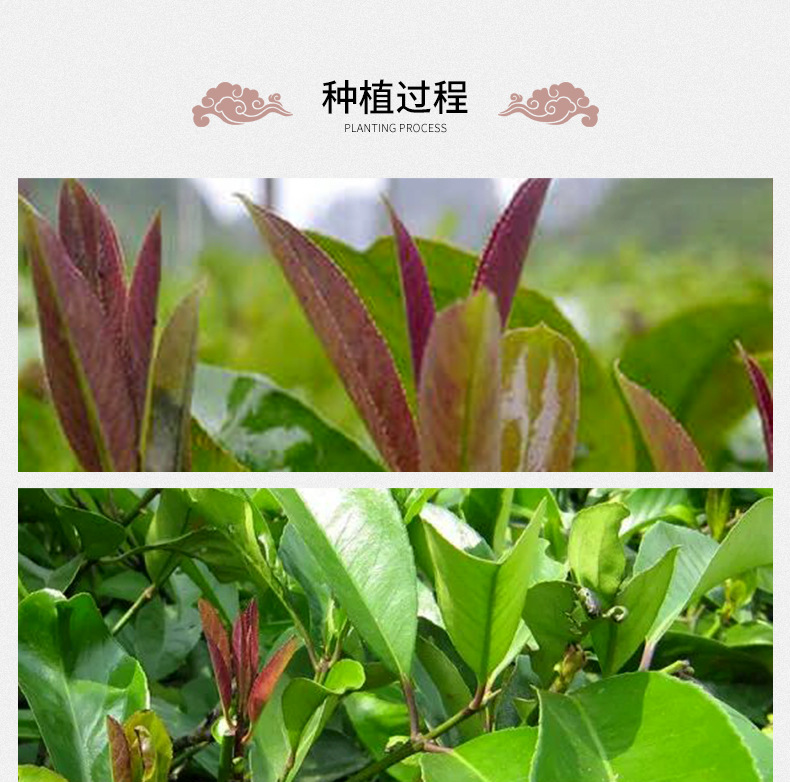 Ku Ding Tea (Ilex kudingcha) — Guizhou Large-Leaf Bitter Tea, Grade 1, 500g Loose Leaf in use