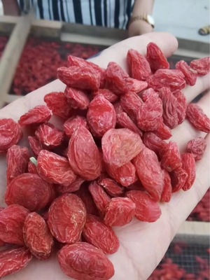 新疆精河枸杞大個