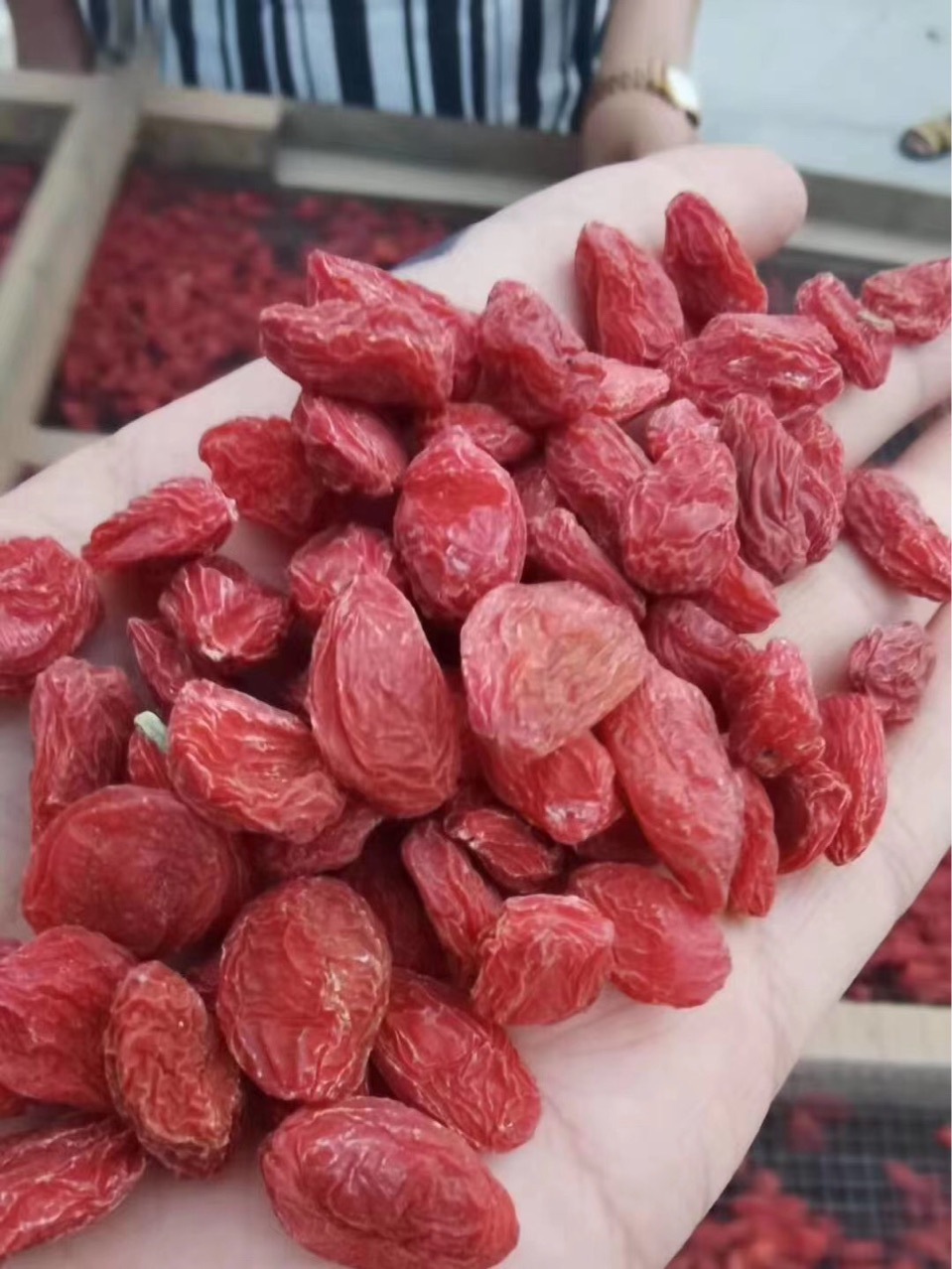 新疆精河枸杞大個